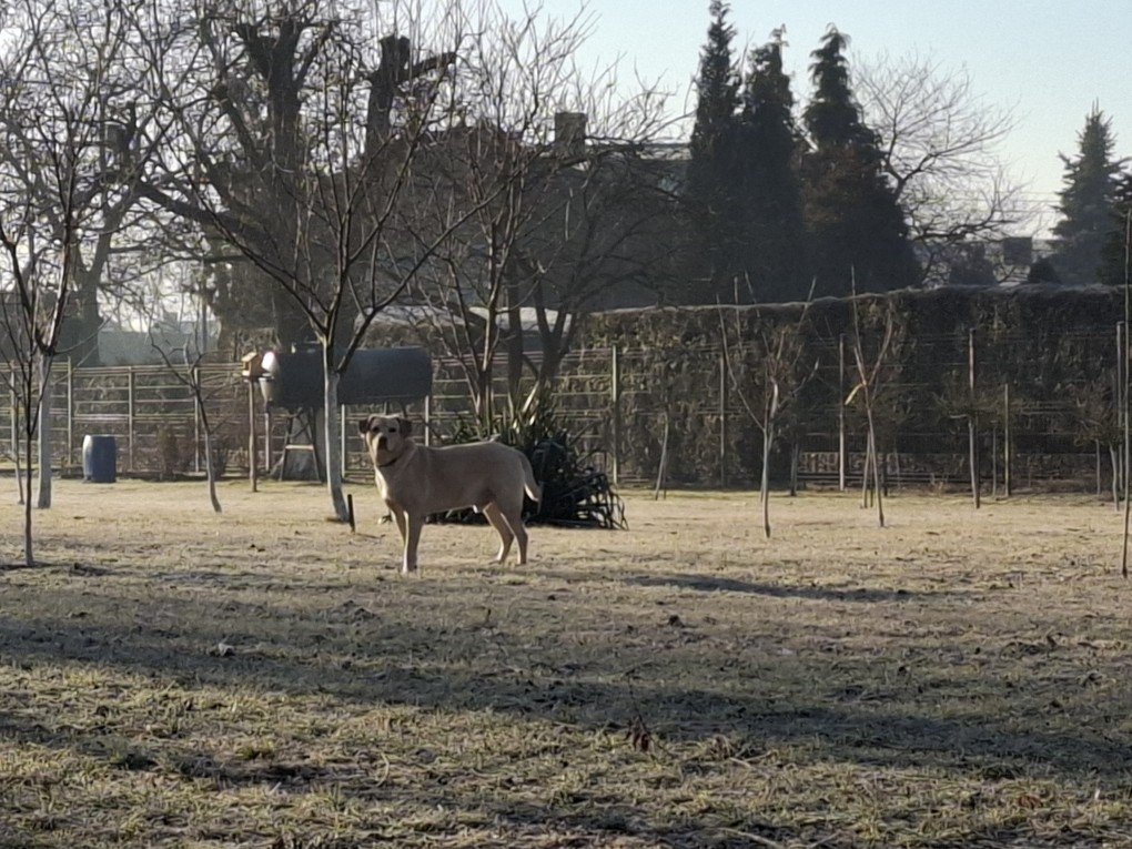 Pies stojący na ogrodzie 