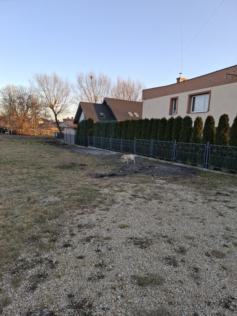 pies stojący na drodze 