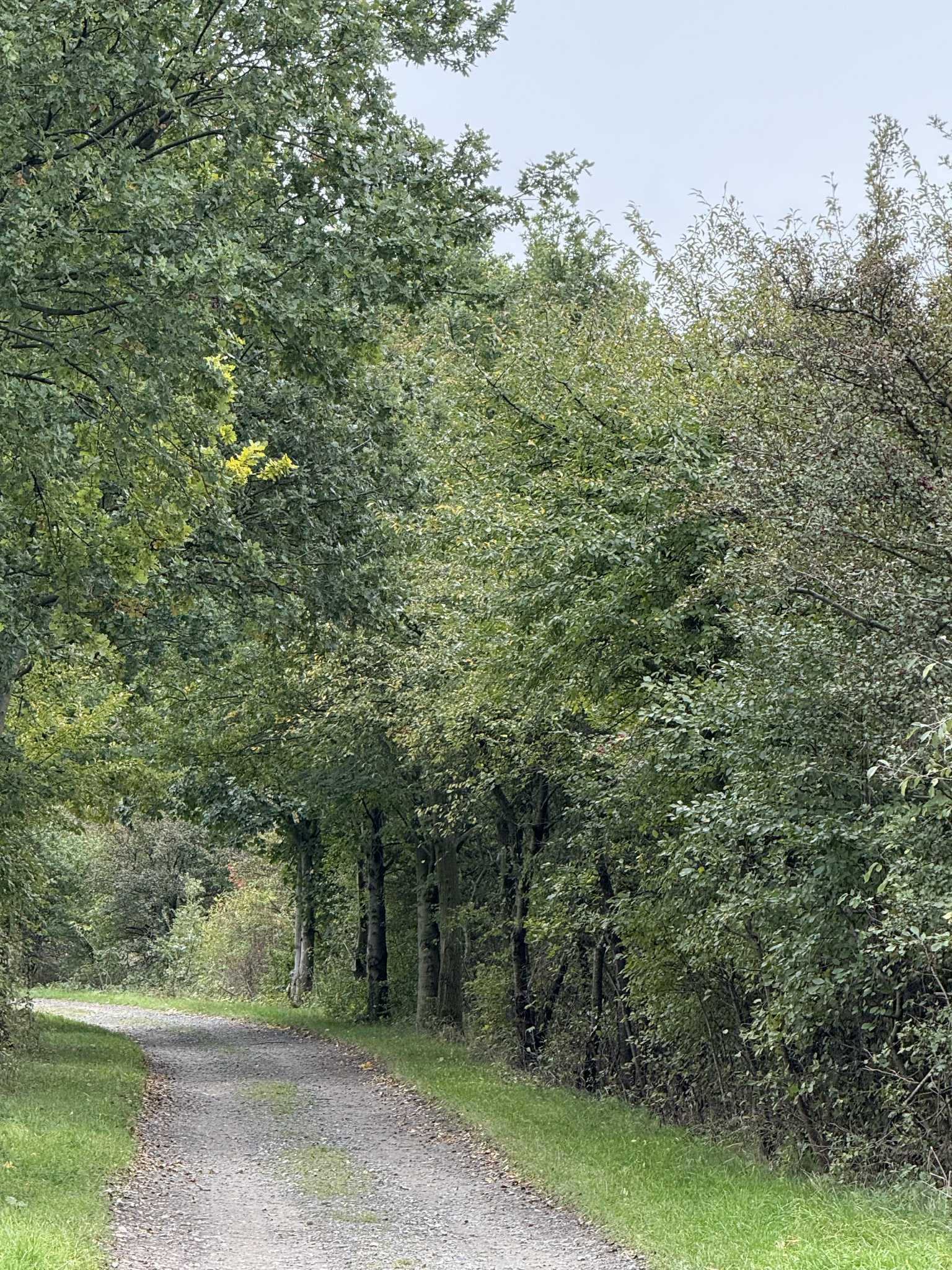 Drzewa i ścieżka do lasu 