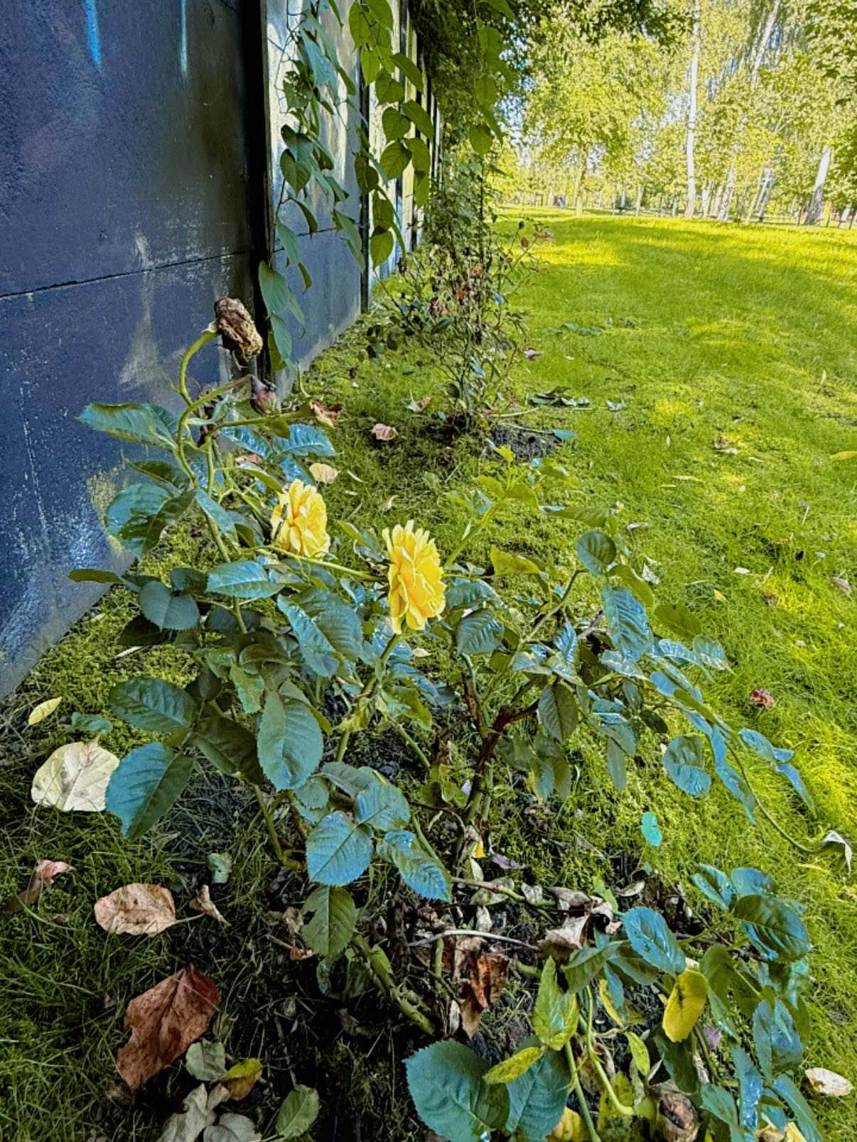 Róże roznące na łące przy ogrodzeniu