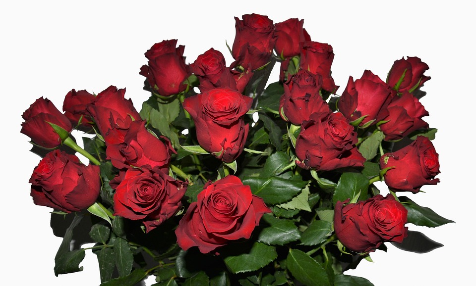 roses-3798639 960 720